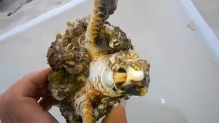 emarkable Rescue: Sea Turtles Freed from Hundreds of Oysters Attached to Their Bodies !SN - LifeAnimal