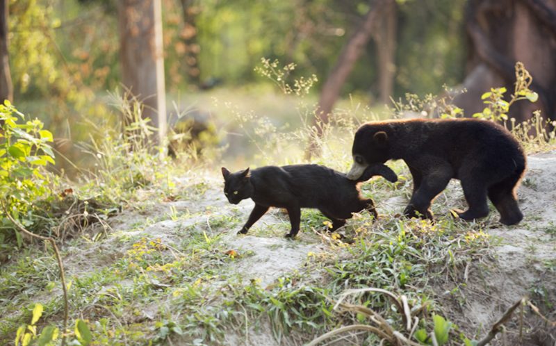 A rescued bear and a feline form an unlikely friendship that will warm your heart. – The News Volcano