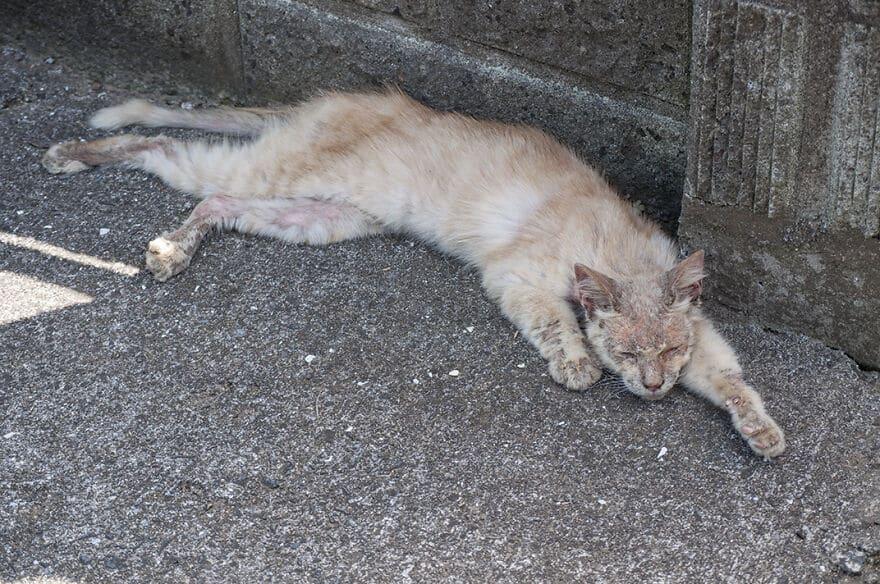 Life Wasn’t Kind to This Kitty Until He Showed Up at a Kind Man’s Front Door