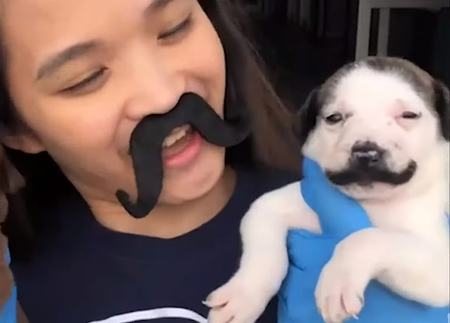 Introducing Salvador Dolly: The Adorable Canine with a Majestic Handlebar Mustache from the Shelter - vnxaluan