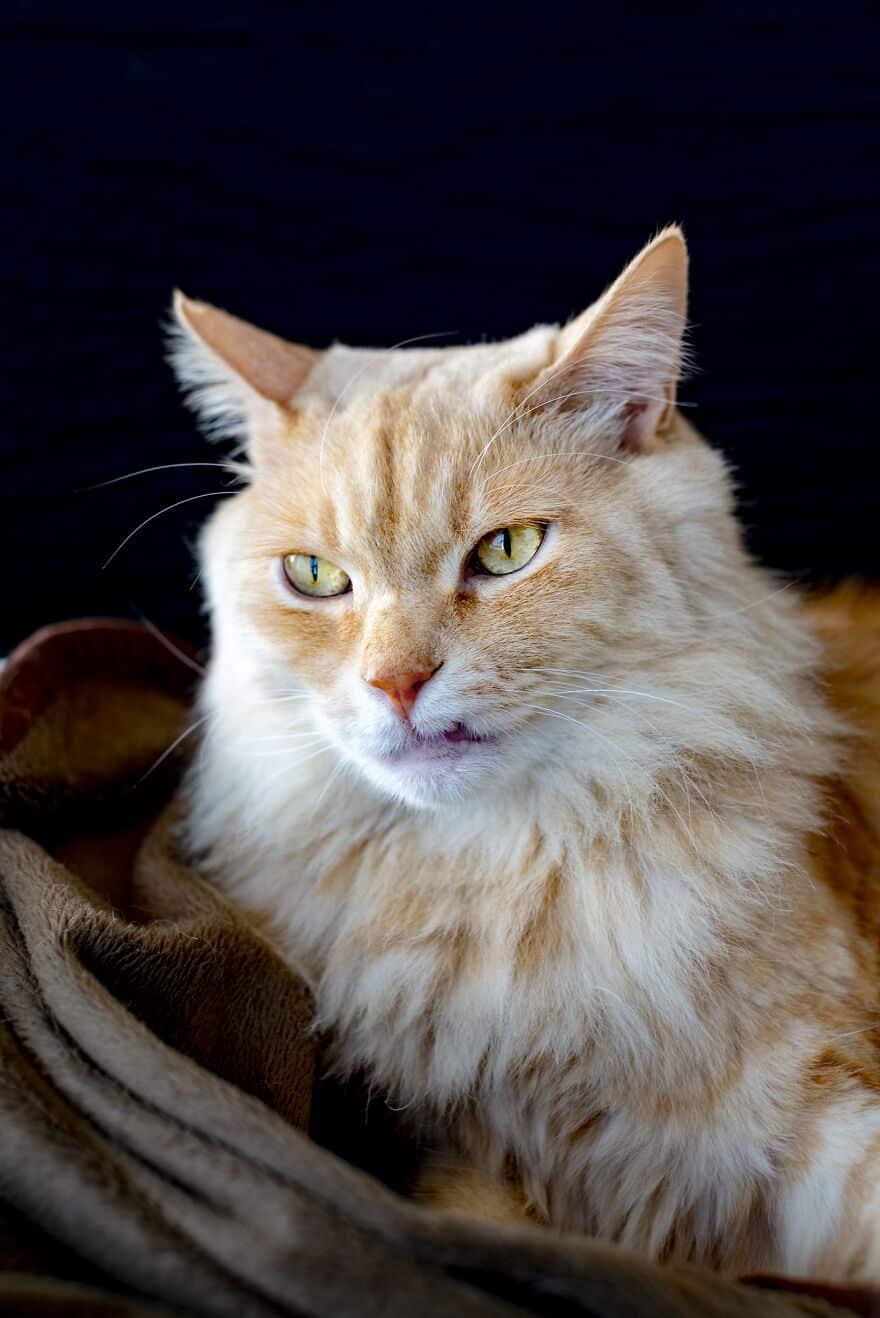 Life Wasn’t Kind to This Kitty Until He Showed Up at a Kind Man’s Front Door