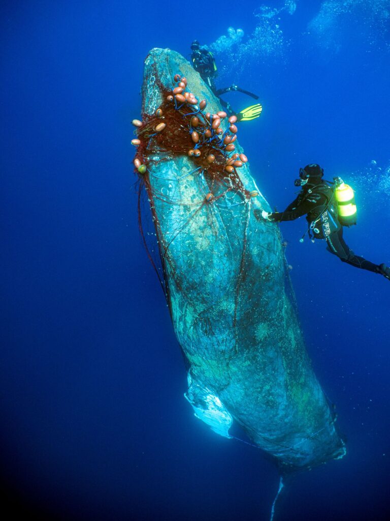 Spanish Diver Risks Life To Save 40-Foot Long Whale Trapped In Illegal Fishing Net