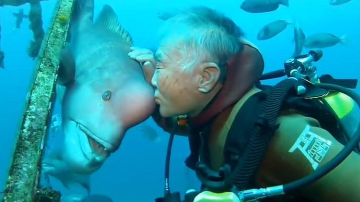 79-Year-old Diver and This Fish Have Been BFFs for Nearly 30 Years After He Nursed Her Back to Health