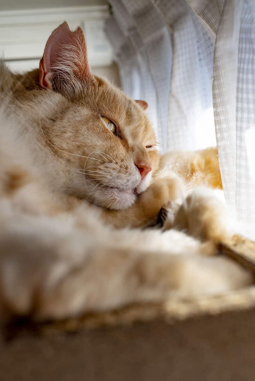 Life Wasn’t Kind to This Kitty Until He Showed Up at a Kind Man’s Front Door