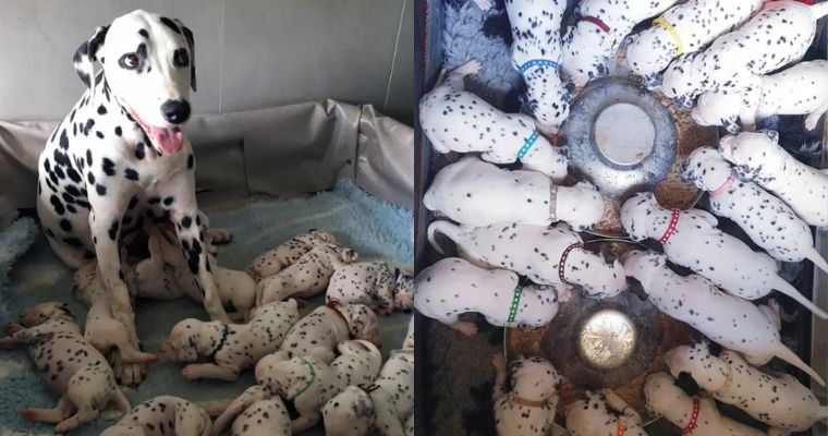 "Dalmatian Surprises Vet with Record-Breaking Litter of 18 Puppies Despite Predicted 3"