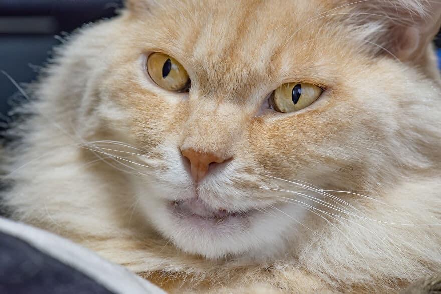 Life Wasn’t Kind to This Kitty Until He Showed Up at a Kind Man’s Front Door