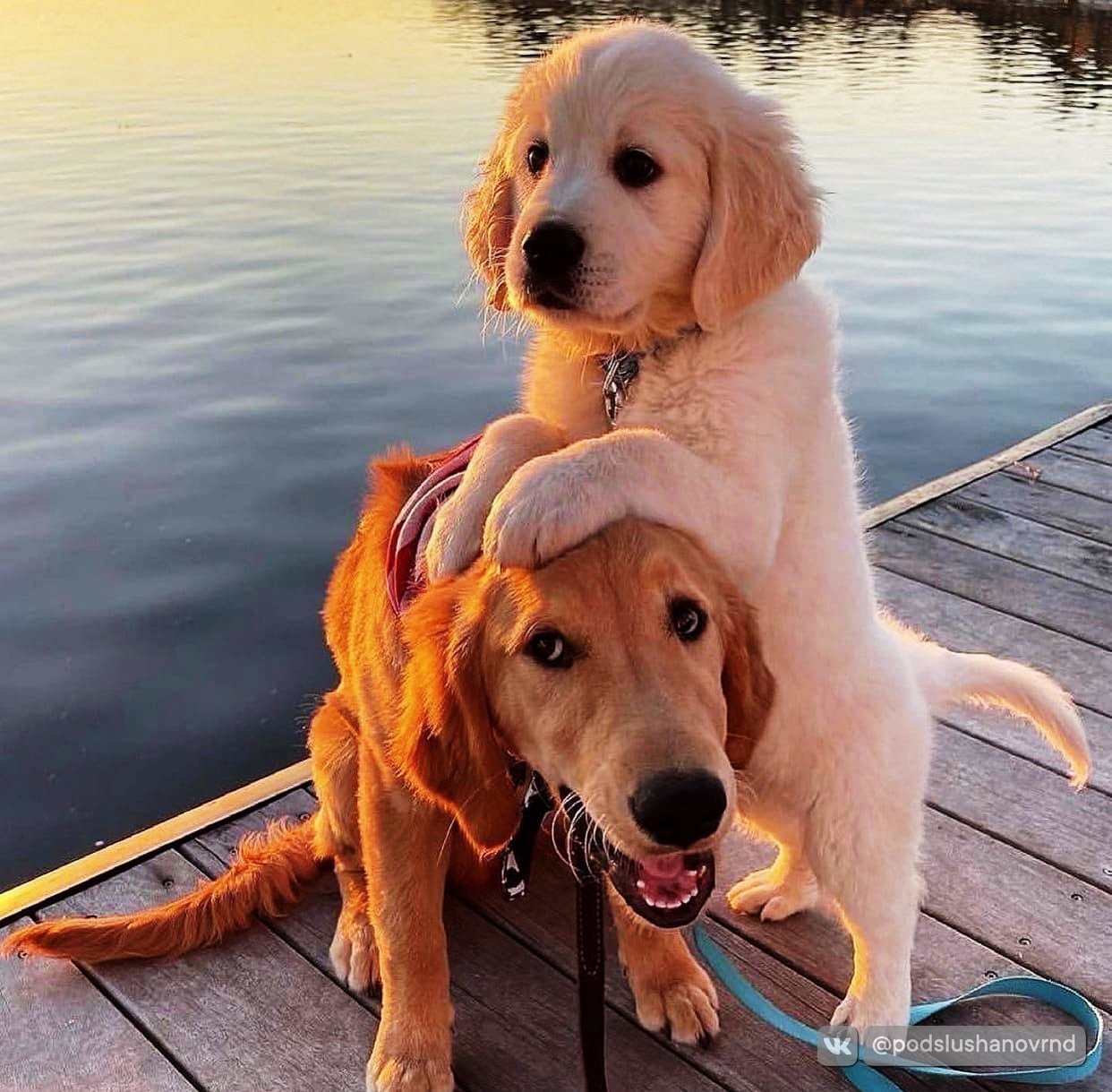 s.touching moment: dog comforting his friend with a warm hug after being reprimanded by his owner showing empathy that has touched millions of hearts.s - New Lifes