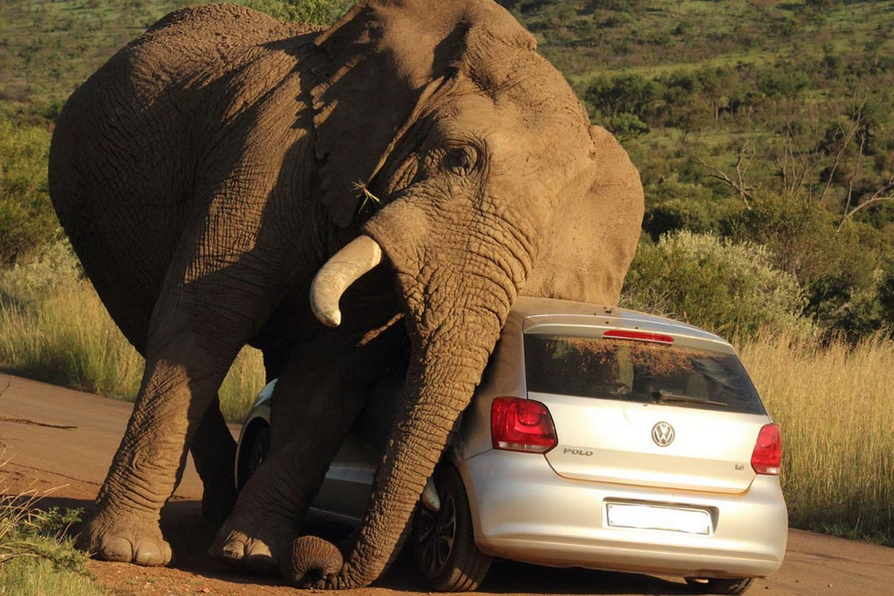 While a New Elephant in South Africa Becomes Angry, Tourists Remain in Their Vehicles