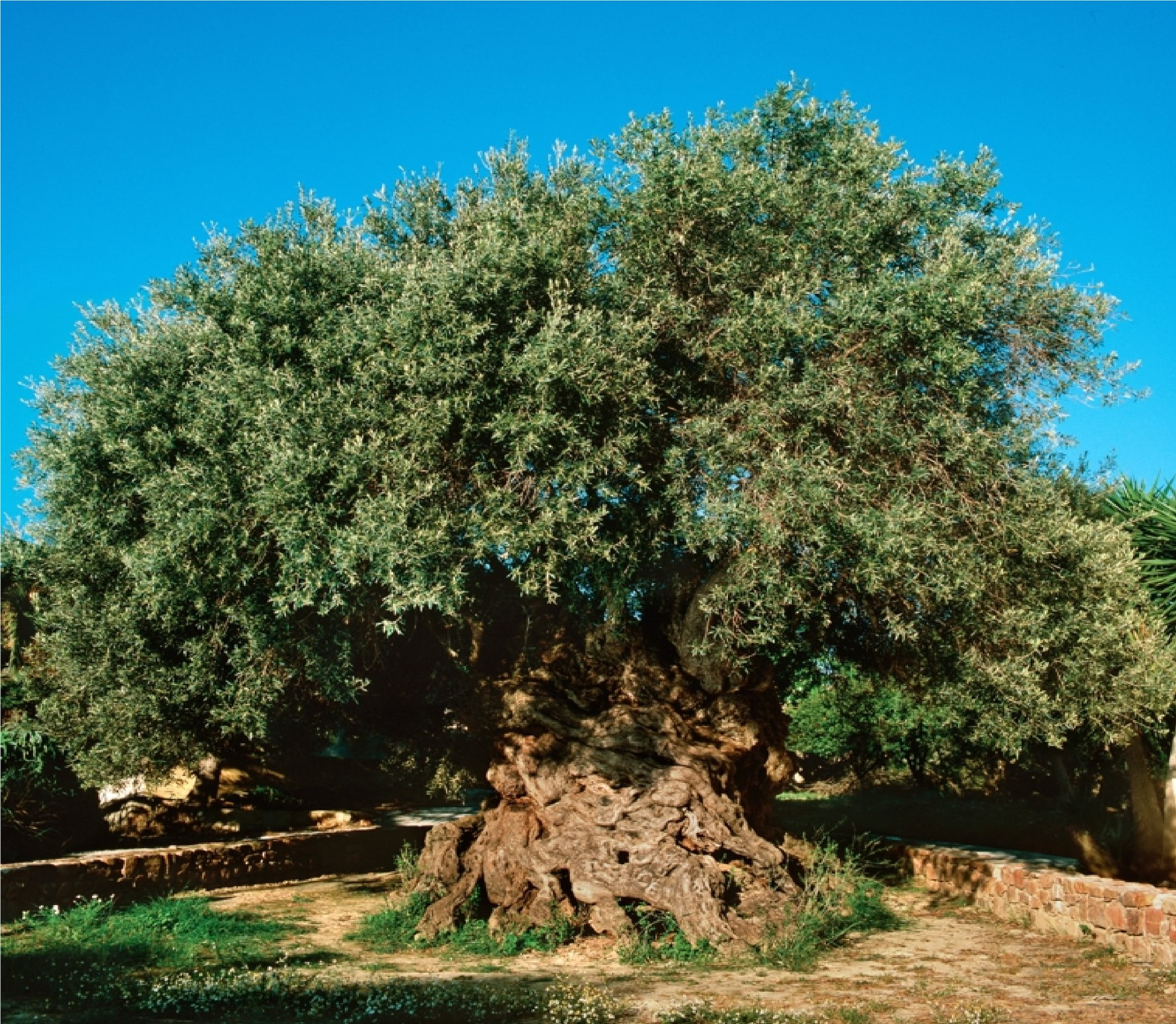 This Olive Tree in Greece is Considered the Oldest in the World With an Estimated Age of 4,000 years