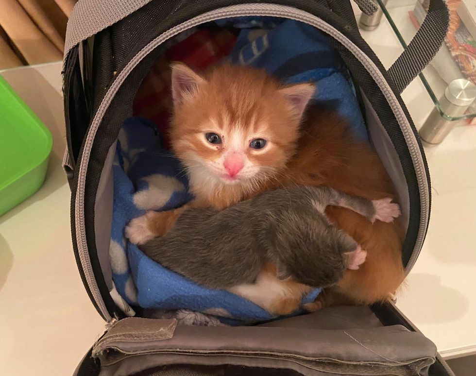 An orange kitten found in a box helps other cats like him thrive and find forever homes. – The News Volcano