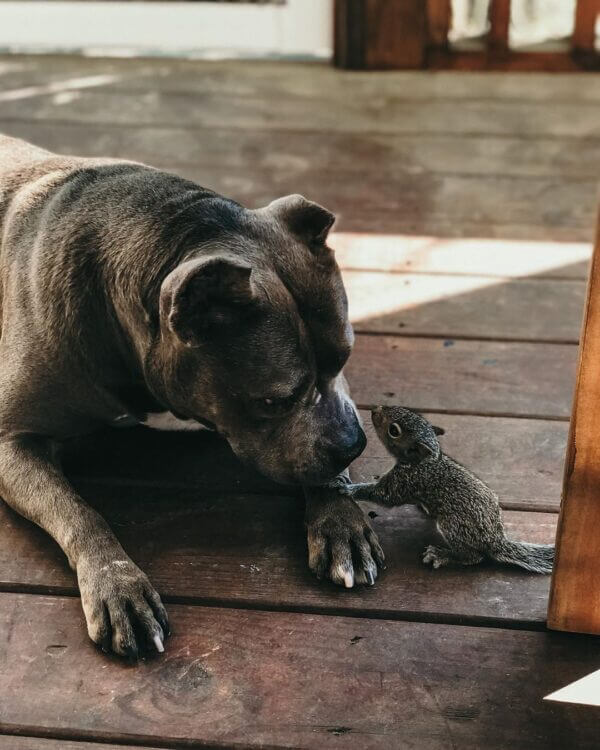 "The Adorable Charm of Animals: A Heart-Melting Experience of Cuteness and Affection"