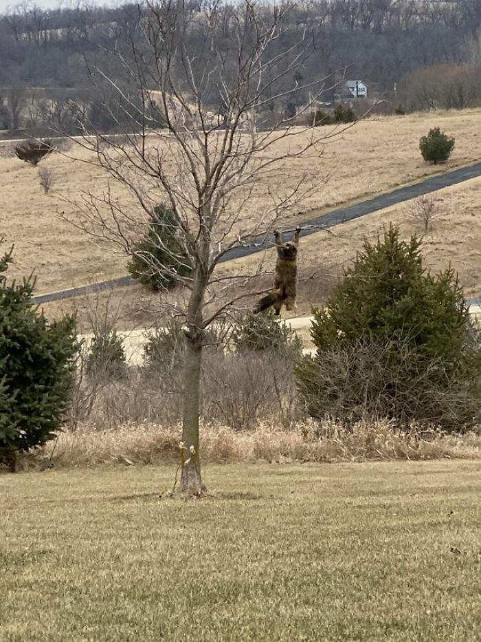 After a challenging search, the owner spots their “missing” cat hanging upside down on tree branches, causing a mixture of relief and amusement. – The News Volcano