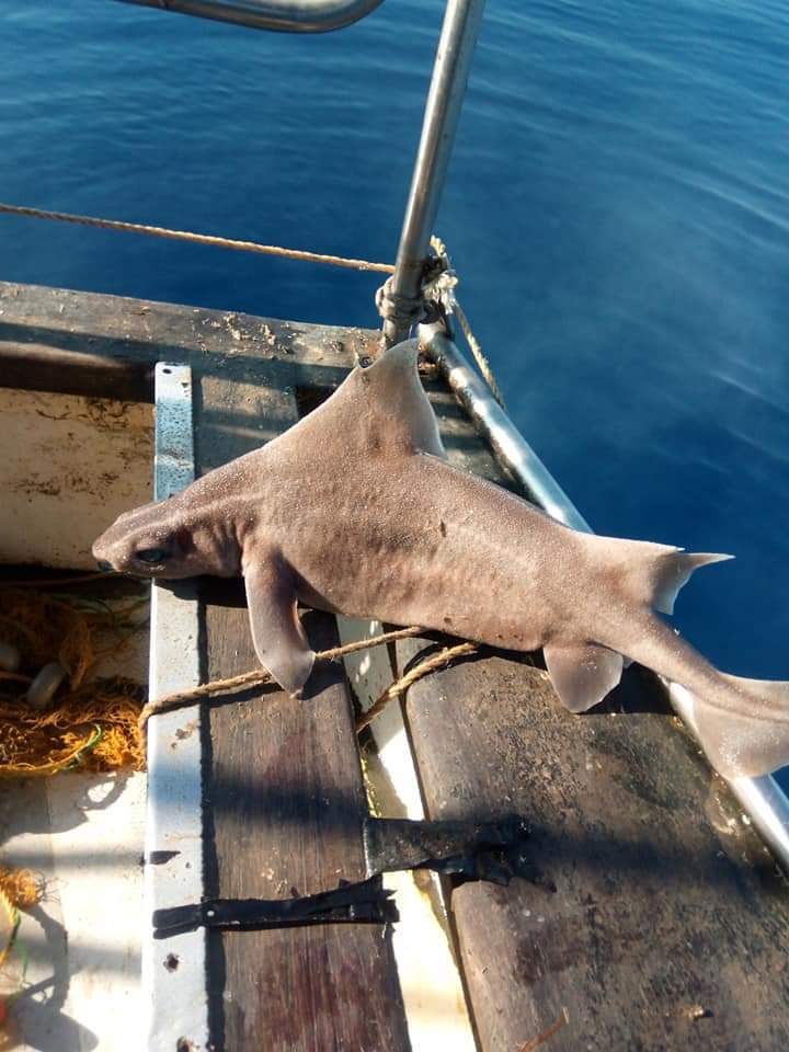 Bizarre giant pig-faced shark pulled out of water by stunned sailors