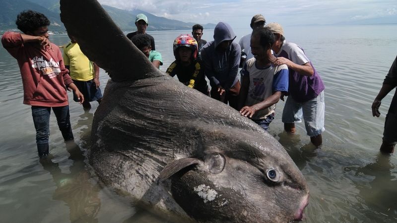 Giant sunfish washes up on Australian beach: 'I thought it was a shipwreck'