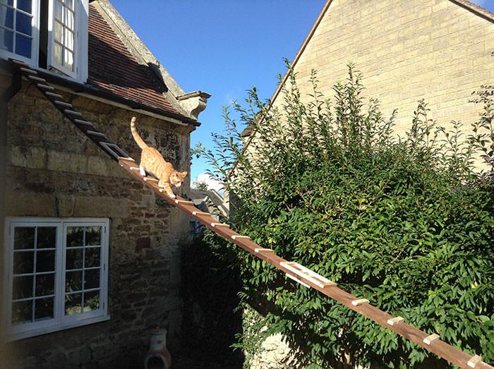 The Guy Built A Ladder For His Cat Because The Landlord Banned The Cat From Sneaking In