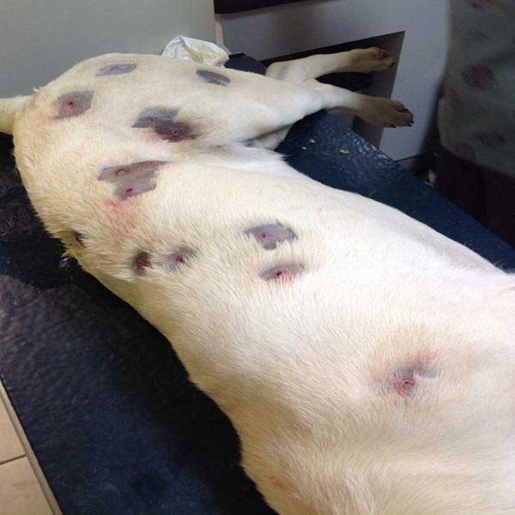 Surprised Woman Discovers Dog Covered in Wounds, Alerts Authorities after Inspection