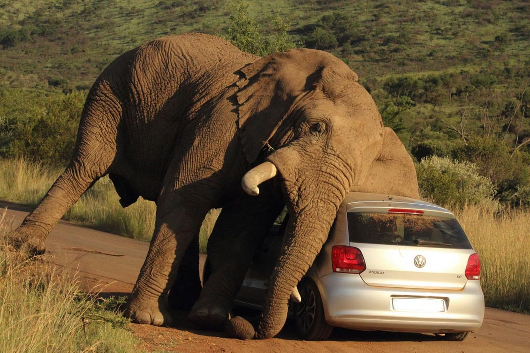 While a New Elephant in South Africa Becomes Angry, Tourists Remain in Their Vehicles