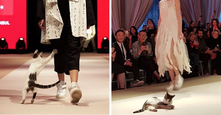 Uninvited cat steals the show at a fashion event, bringing excitement and fun. - Lillise