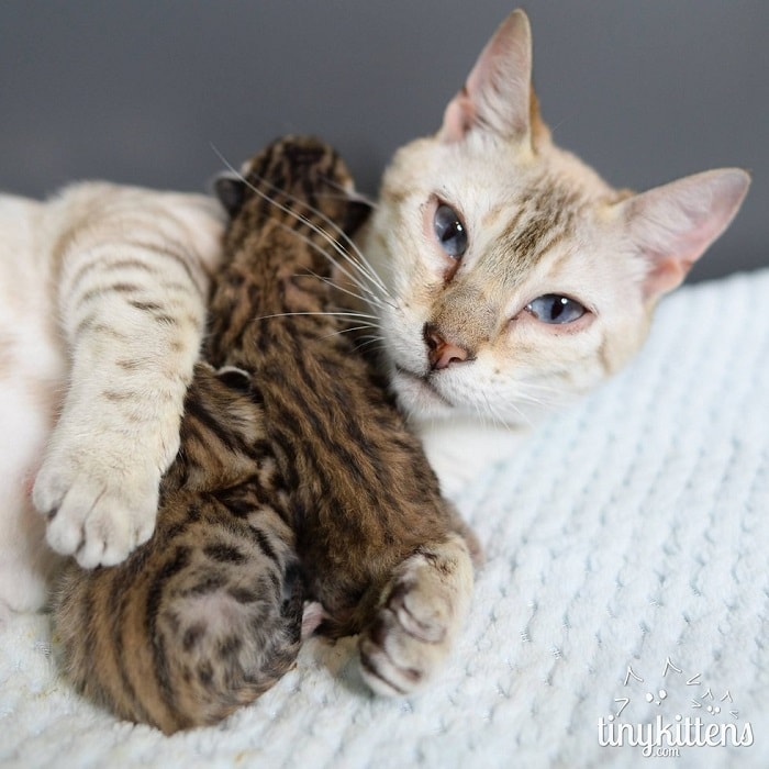 Rescue Bengal Mama Cat Overjoyed That Her Last Two Kittens Survive – The News Volcano