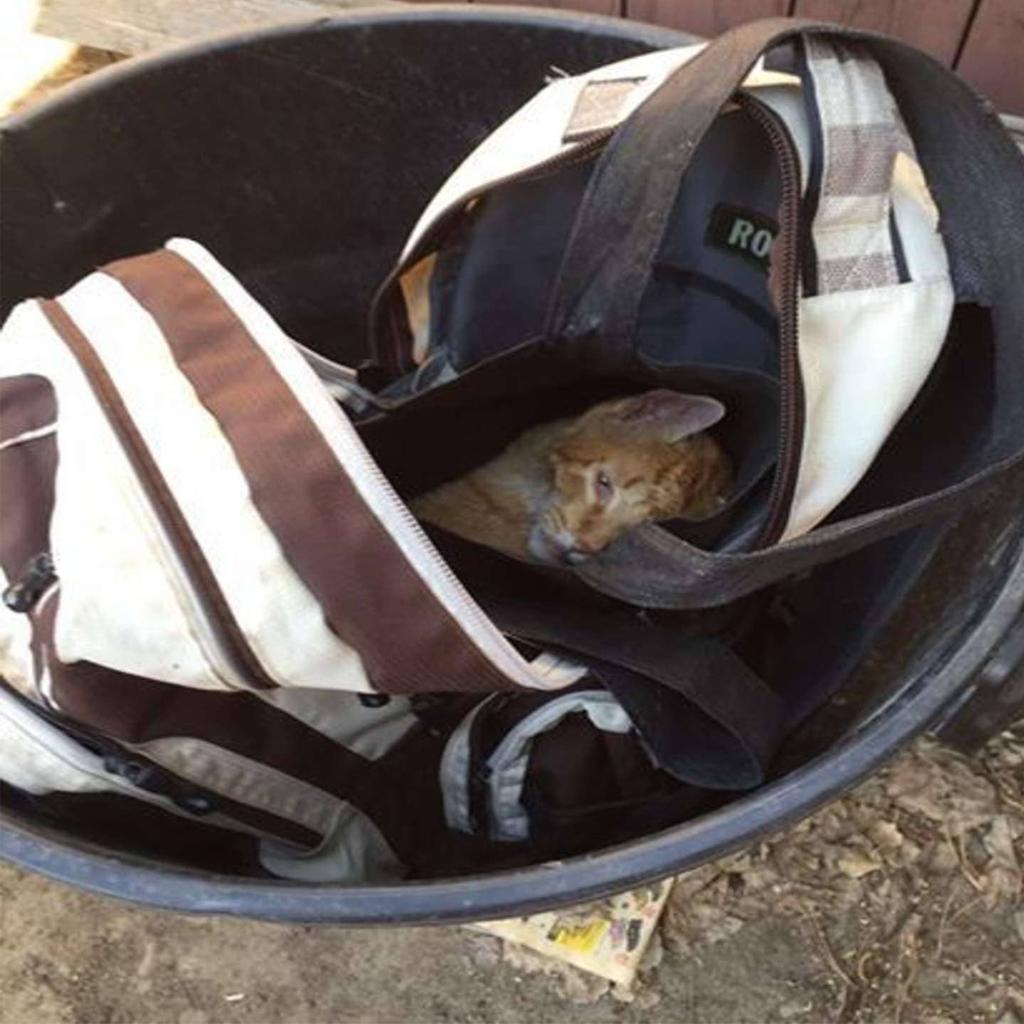 Rescue a wounded cat found in a rucksack, discarded like refuse, and provide the care it deserves. – The News Volcano