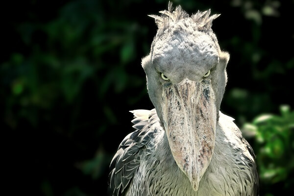 What Makes The Freaky Shoebill Stork So Strange?