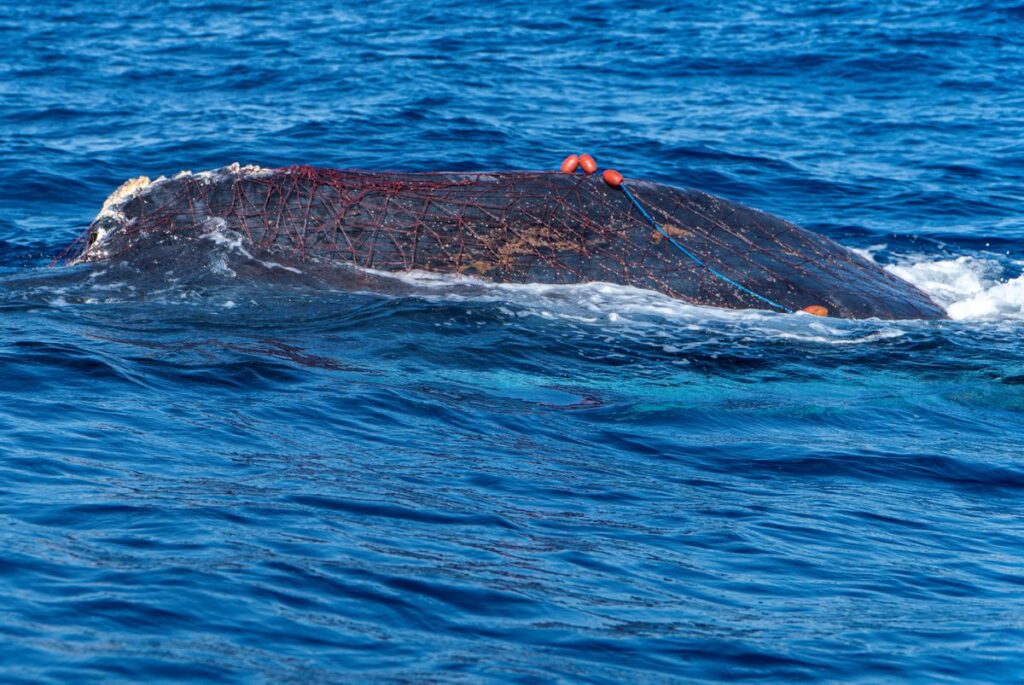 Spanish Diver Risks Life To Save 40-Foot Long Whale Trapped In Illegal Fishing Net