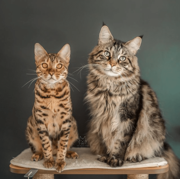 Leo: The Maine Coon King of the House and His Siblings Acknowledge His Rule - Yeudon