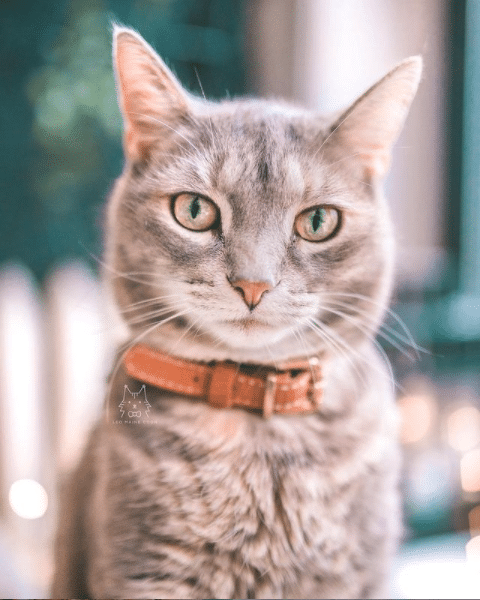 Leo: The Maine Coon King of the House and His Siblings Acknowledge His Rule - Yeudon