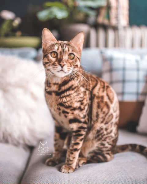 Leo: The Maine Coon King of the House and His Siblings Acknowledge His Rule - Yeudon