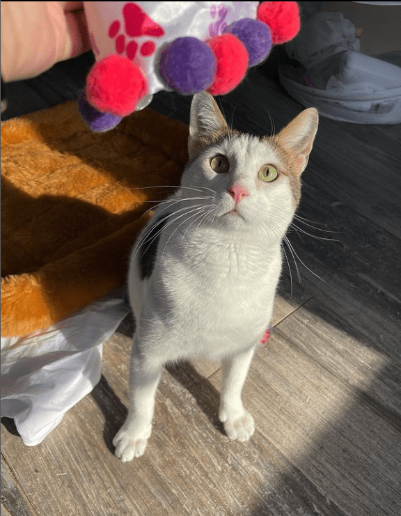 The Heartwarming Tale of Two Uniquely Adorable Cats: Why Special Needs Felines Deserve All the Love in the World - Yeudon