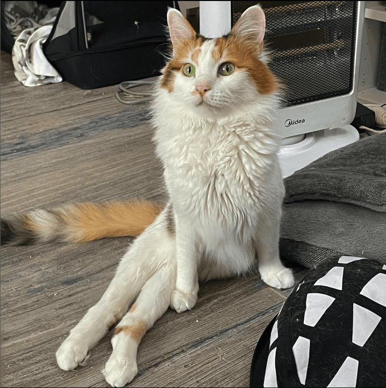 The Heartwarming Tale of Two Uniquely Adorable Cats: Why Special Needs Felines Deserve All the Love in the World - Yeudon