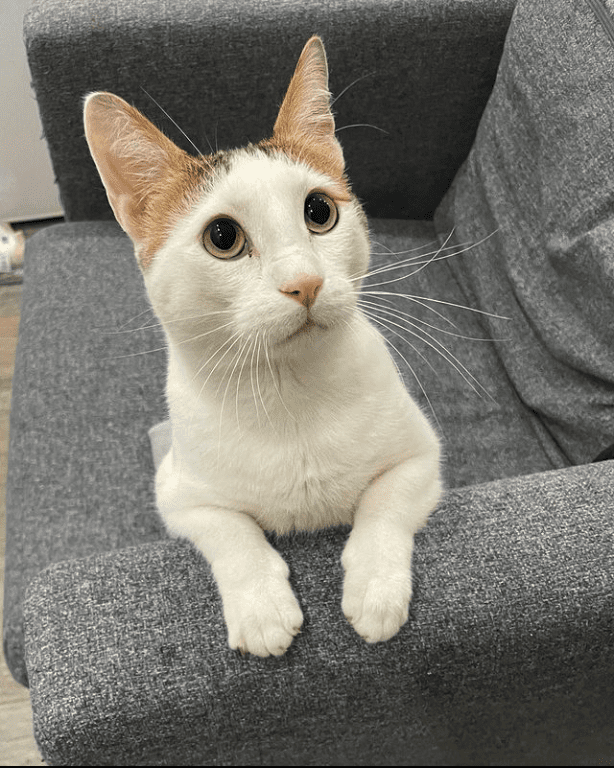 The Heartwarming Tale of Two Uniquely Adorable Cats: Why Special Needs Felines Deserve All the Love in the World - Yeudon