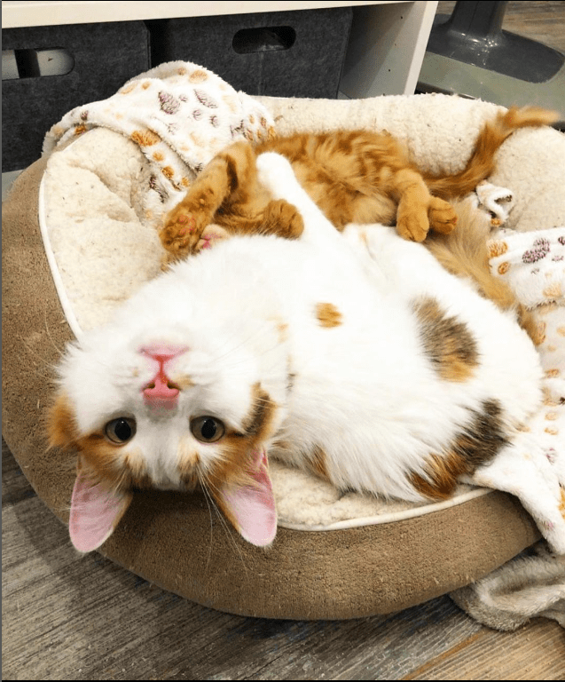 The Heartwarming Tale of Two Uniquely Adorable Cats: Why Special Needs Felines Deserve All the Love in the World - Yeudon