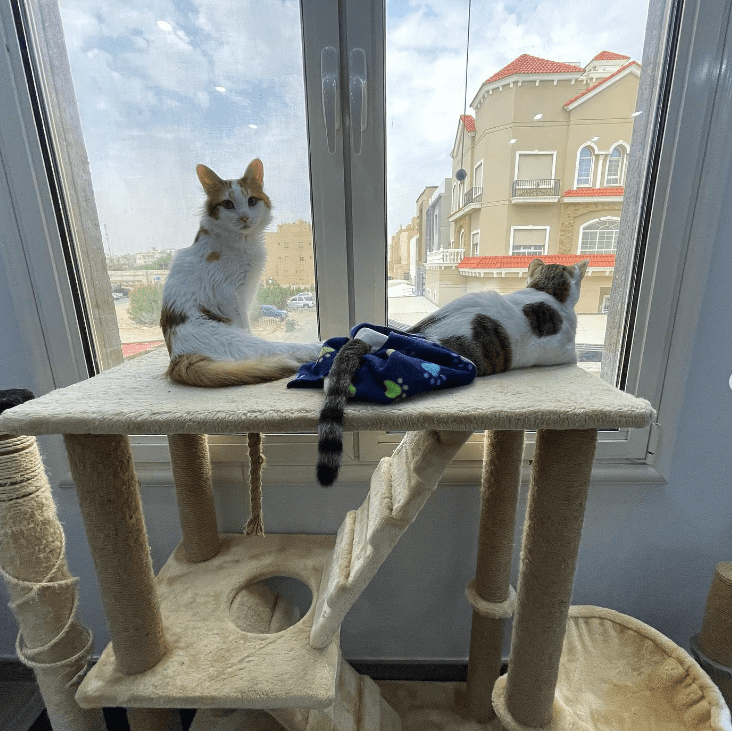 The Heartwarming Tale of Two Uniquely Adorable Cats: Why Special Needs Felines Deserve All the Love in the World - Yeudon