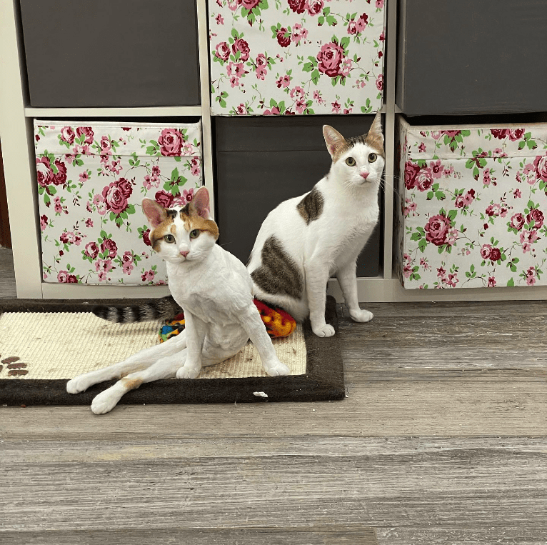 The Heartwarming Tale of Two Uniquely Adorable Cats: Why Special Needs Felines Deserve All the Love in the World - Yeudon