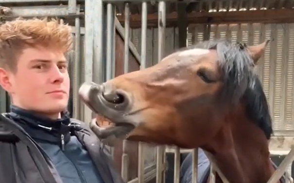 Horse Has Internet In Laughter After Demanding Kisses From Owner