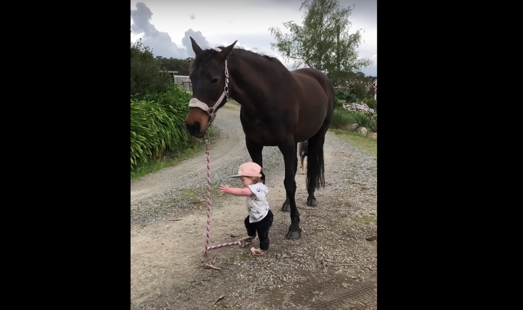 Little Girl Leads Her Large Horse Melting Hearts On Internet