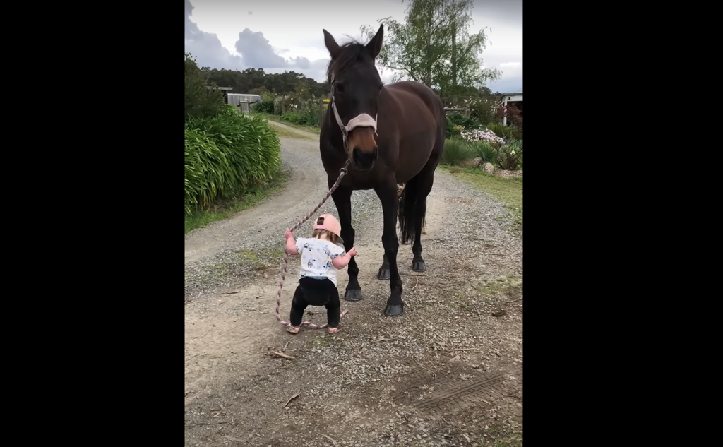 Little Girl Leads Her Large Horse Melting Hearts On Internet