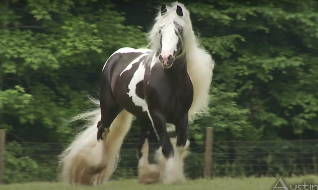 Stallion Takes The Internet By Storm With His Majestic Gallop