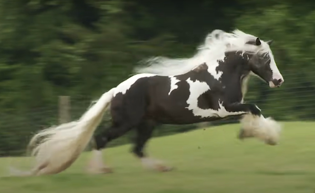 Stallion Takes The Internet By Storm With His Majestic Gallop