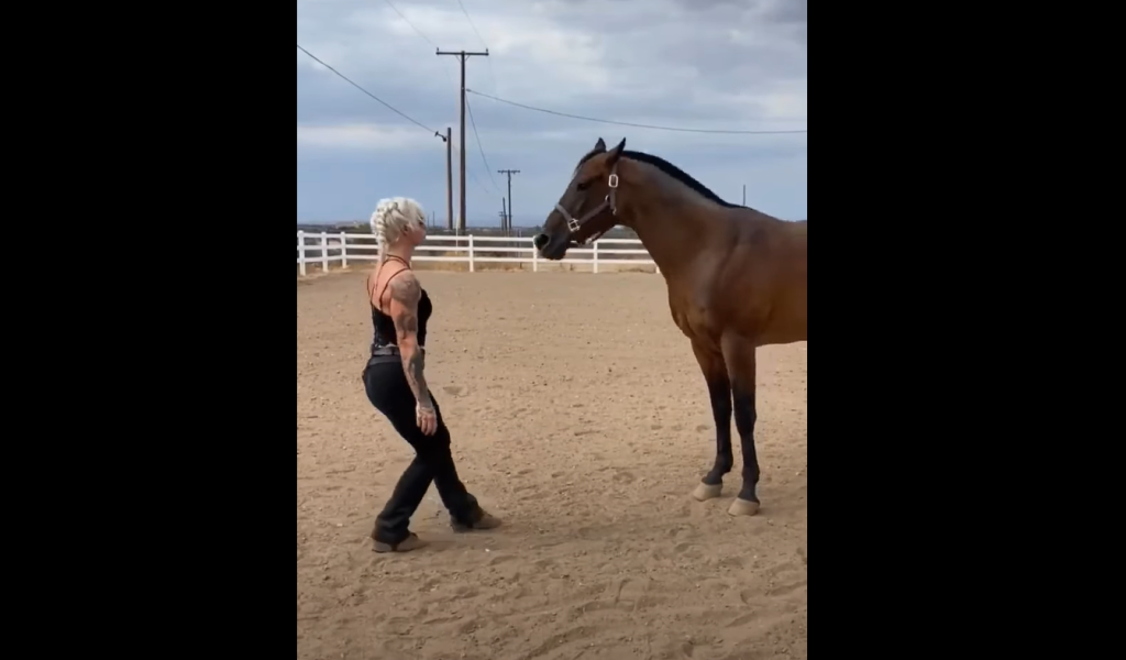 Brilliant Horse Becomes An Internet Sensation After Dancing With Owner