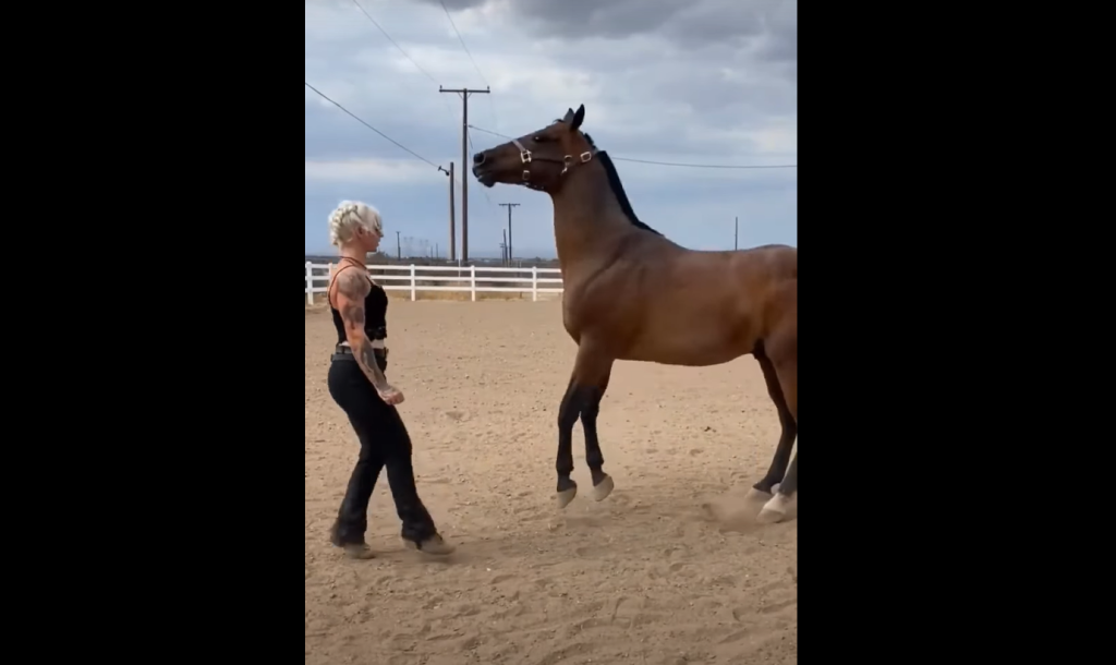 Brilliant Horse Becomes An Internet Sensation After Dancing With Owner