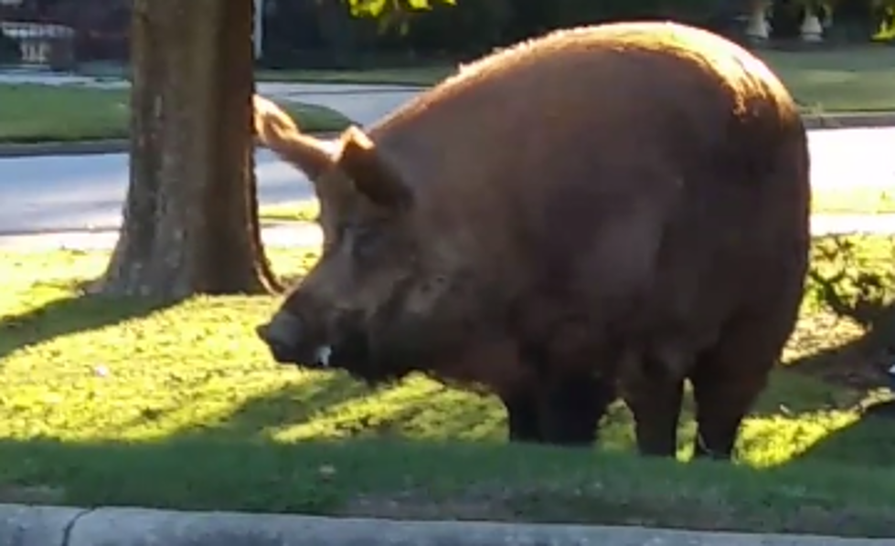 Frightened by the giant wild boar weighing a record 500 pounds of freedom (video). SN - LifeAnimal