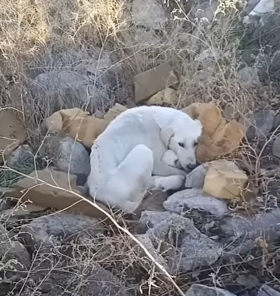 Mother Dog Puts Her Puppies First, Refusing to Eat Despite Starvation - vnxaluan