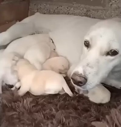 Mother Dog Puts Her Puppies First, Refusing to Eat Despite Starvation - vnxaluan