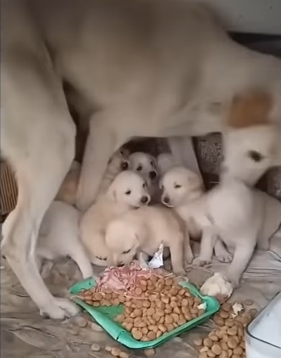 Mother Dog Puts Her Puppies First, Refusing to Eat Despite Starvation - vnxaluan