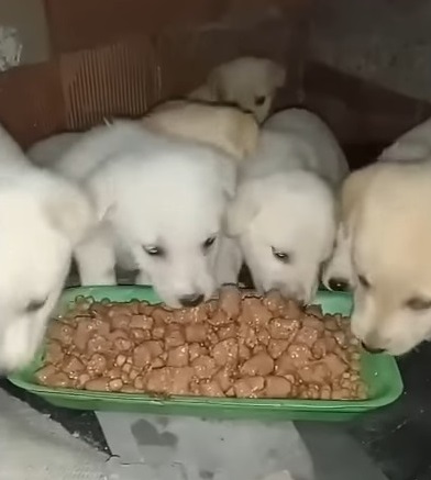 Mother Dog Puts Her Puppies First, Refusing to Eat Despite Starvation - vnxaluan