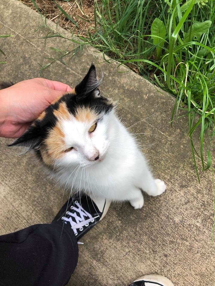 A stray cat guides rescuers to her three helpless kittens, seeking a fresh start for their family. - Lillise