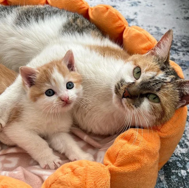 Stray Cat Guides Store Owner to Freezing Kitten, Now They Welcome the New Year in Cozy Warmth – The News Volcano