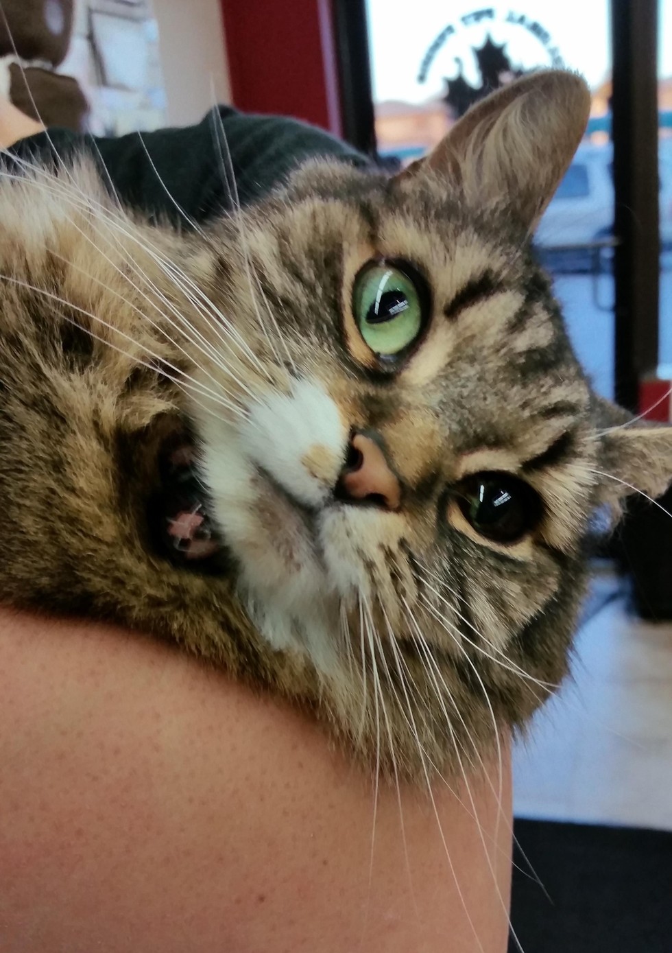 A stray cat with a unique eye is rescued by a woman, and in return, the cat becomes a loyal companion to her